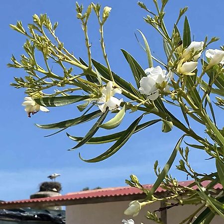 Herdade Dos Salgados Do Fialho FAO Kültér fotó