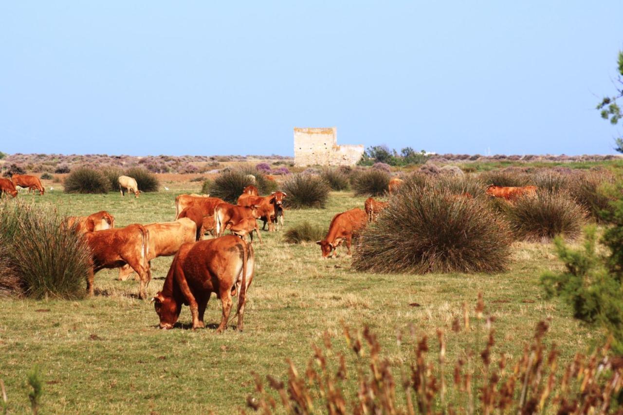 Herdade Dos Salgados Do Fialho FAO Kültér fotó
