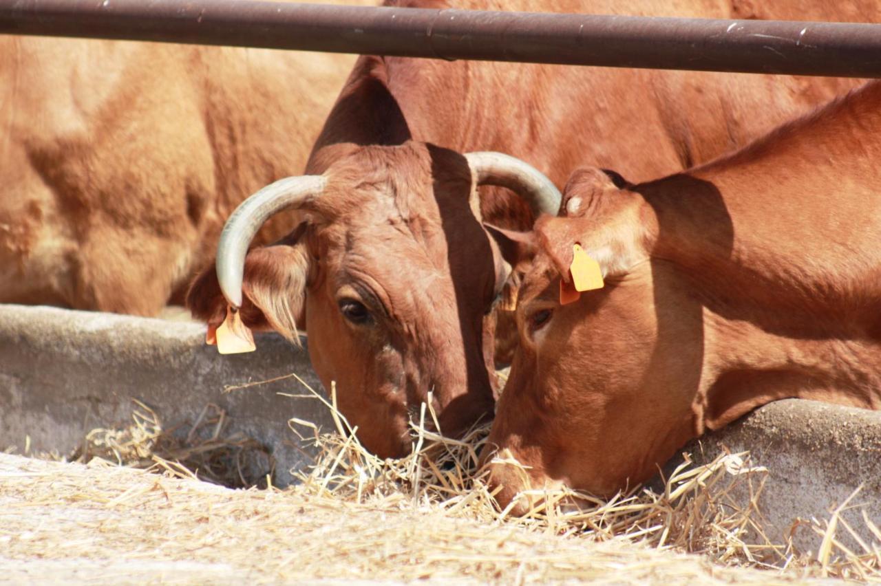 Herdade Dos Salgados Do Fialho FAO Kültér fotó