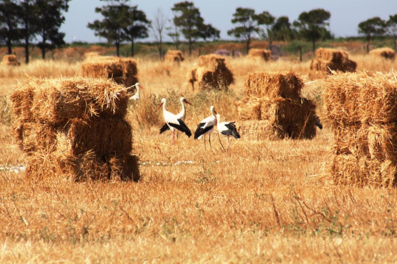 Herdade Dos Salgados Do Fialho FAO Kültér fotó