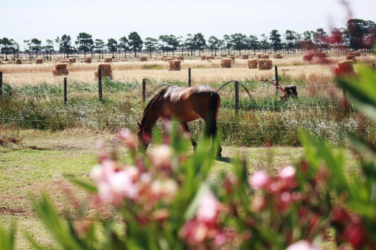 Herdade Dos Salgados Do Fialho FAO Kültér fotó