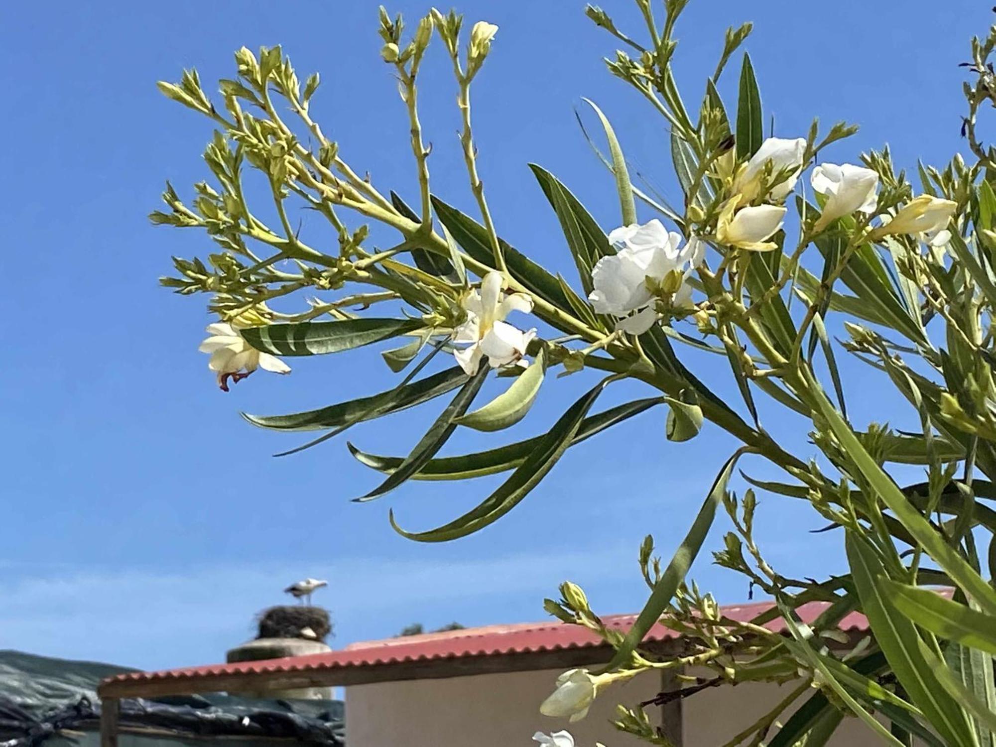 Herdade Dos Salgados Do Fialho FAO Kültér fotó